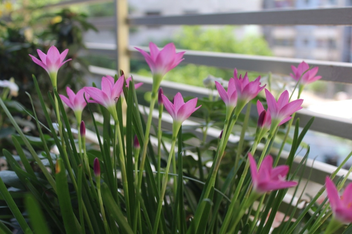 Rainlily