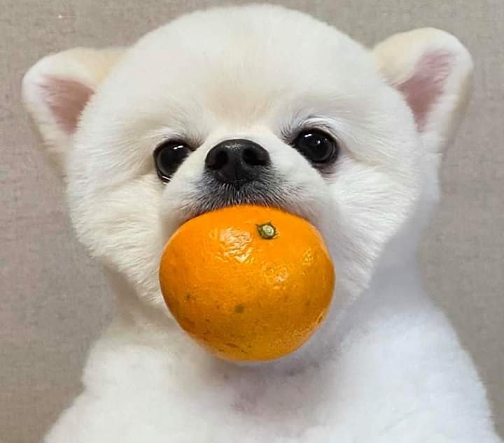 귤 강아지