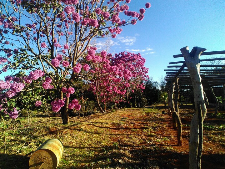 ipê Rosa