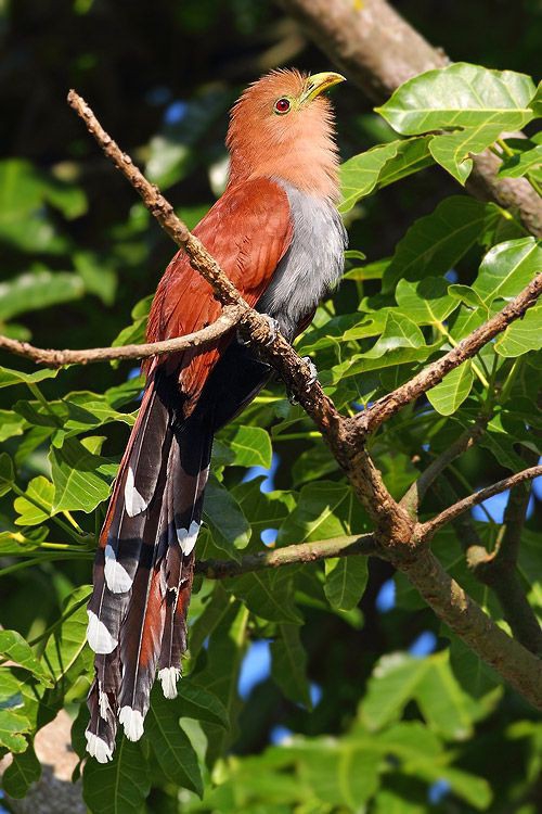Cuckoo