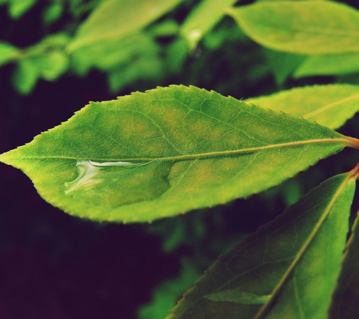#green #nature