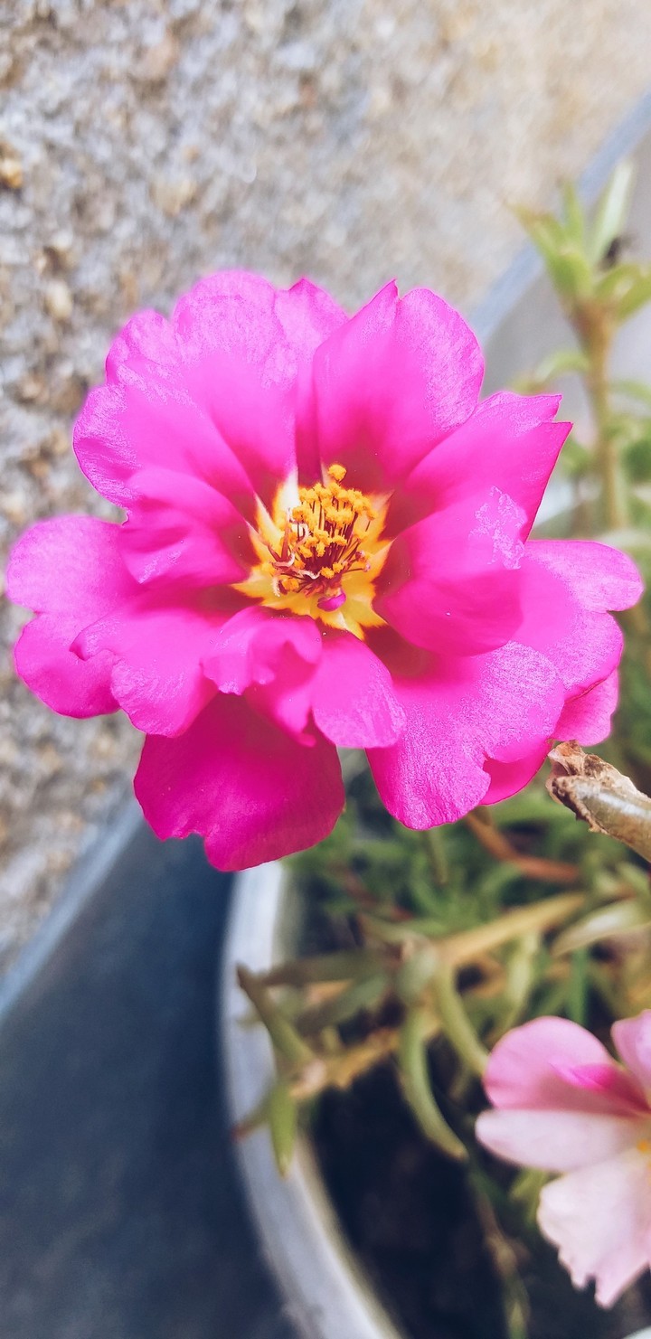 Pinky pink