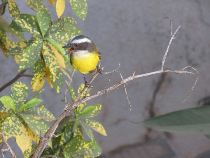 Yellow Bird