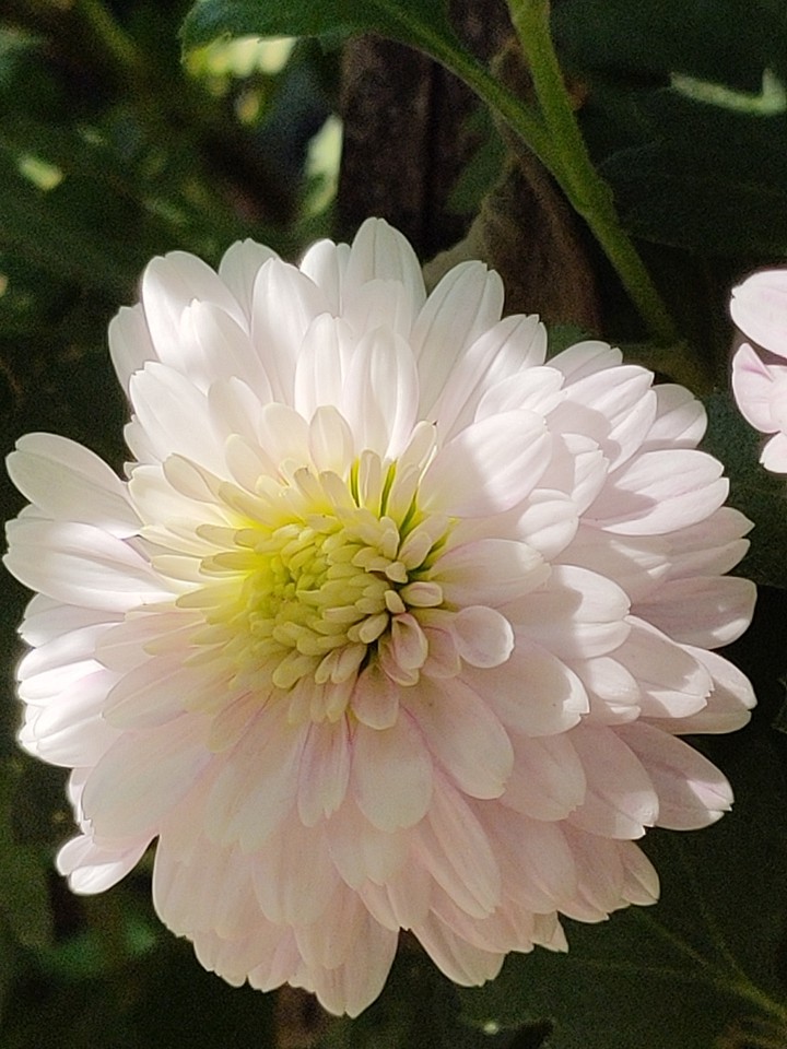 chrysanthemum