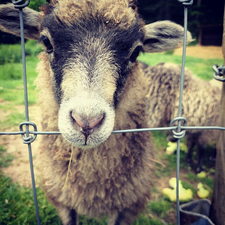 Lustiges Tierchen
