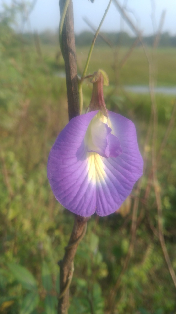 butterfly pea flower