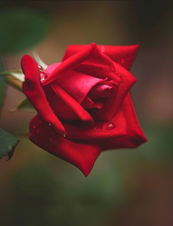 Roses