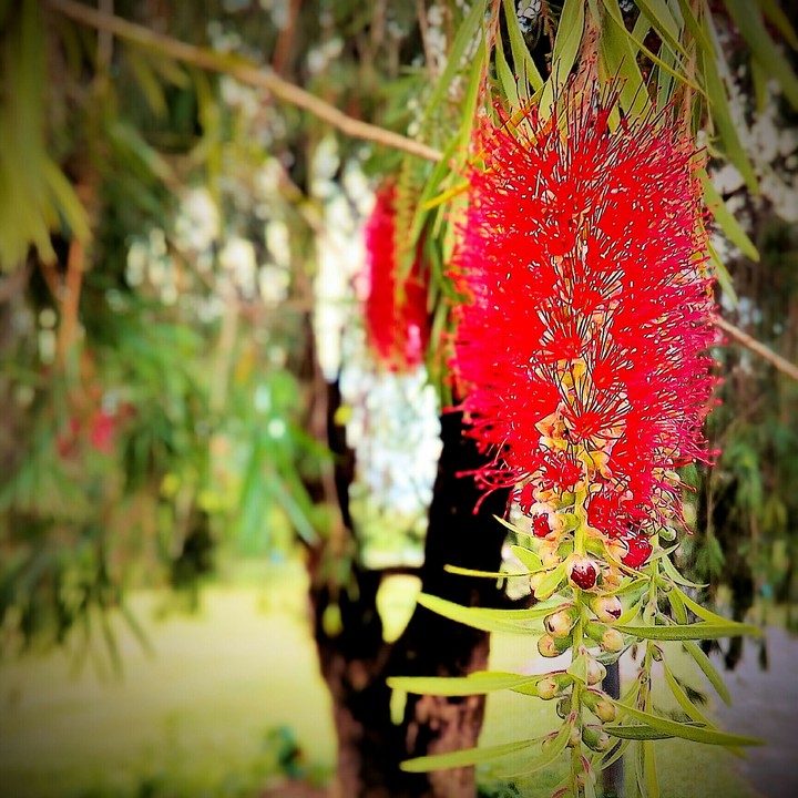 The Red Season