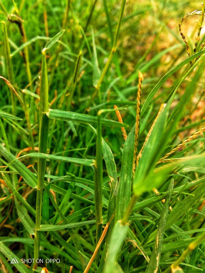 Indian Grass