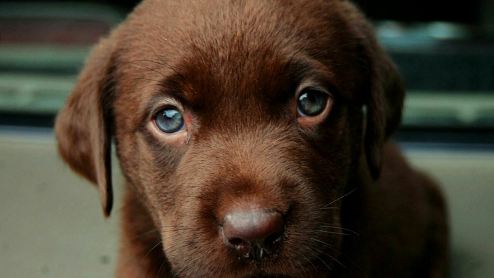 Puppy