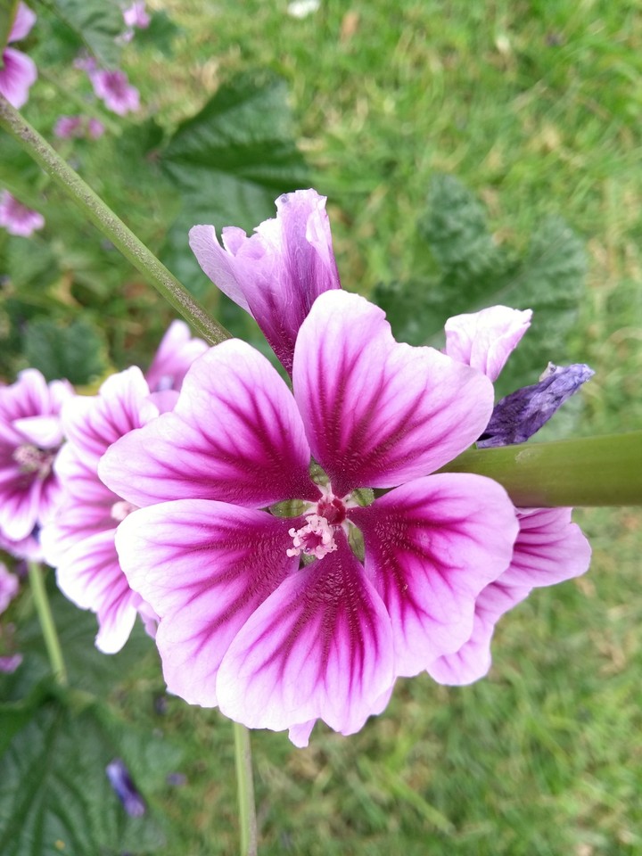 Flor del campo.