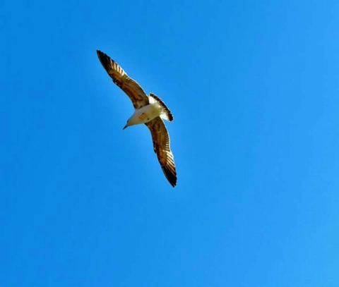 free to fly