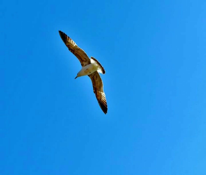free to fly