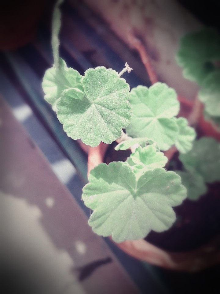 #leaf