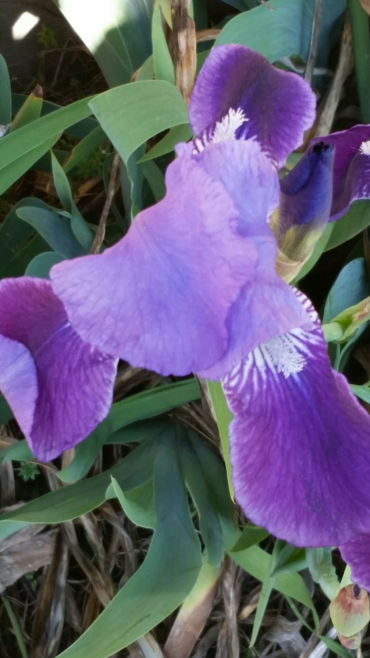 Nature - flower