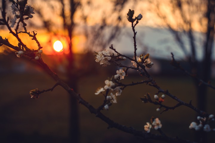 Atmospheric Beautiful Blossom