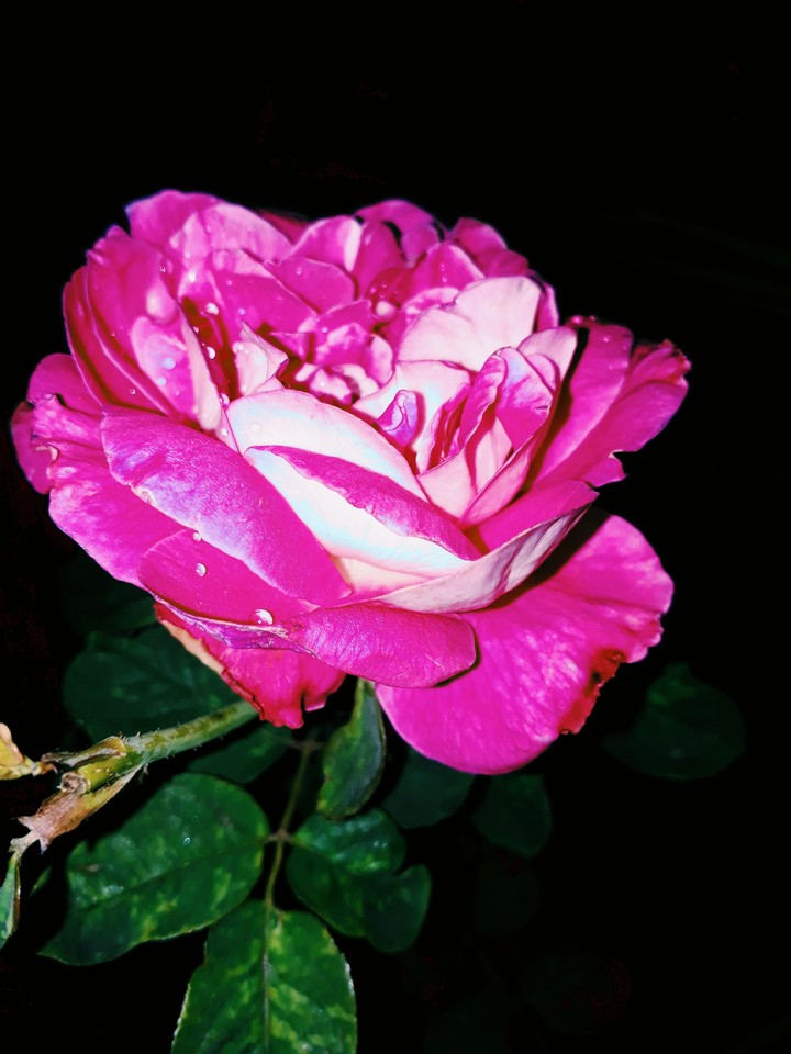 rose