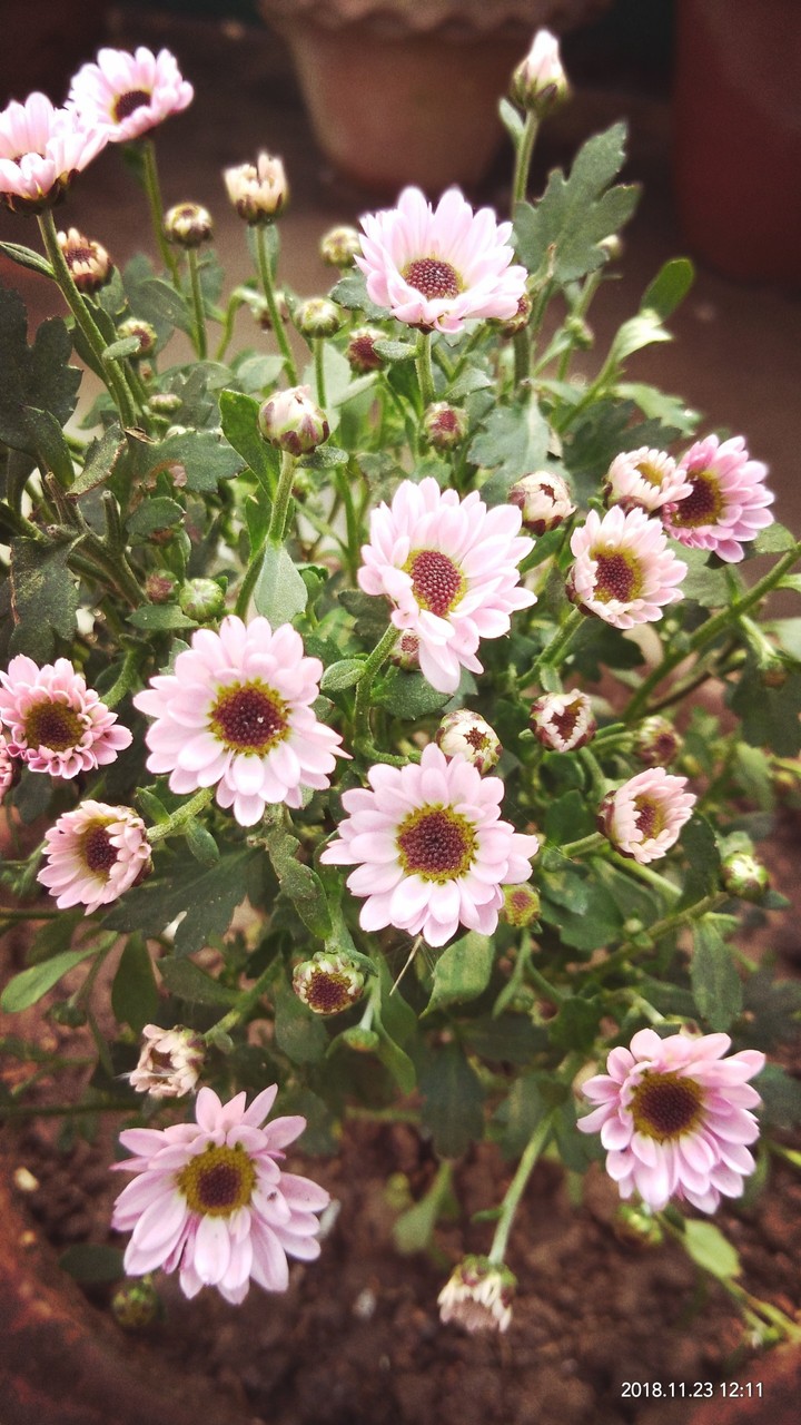 mini chrysanthemum