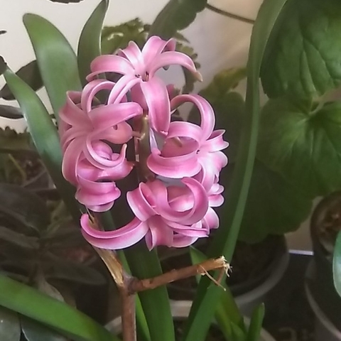 flowers #sonbol #flowers