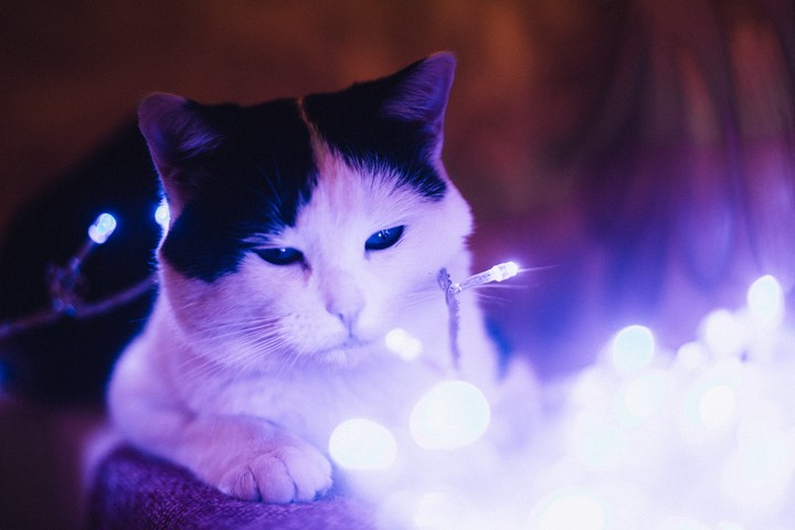 Кот