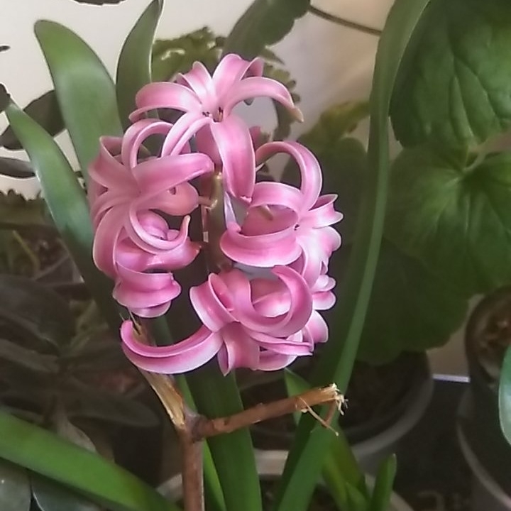flowers #sonbol #flowers
