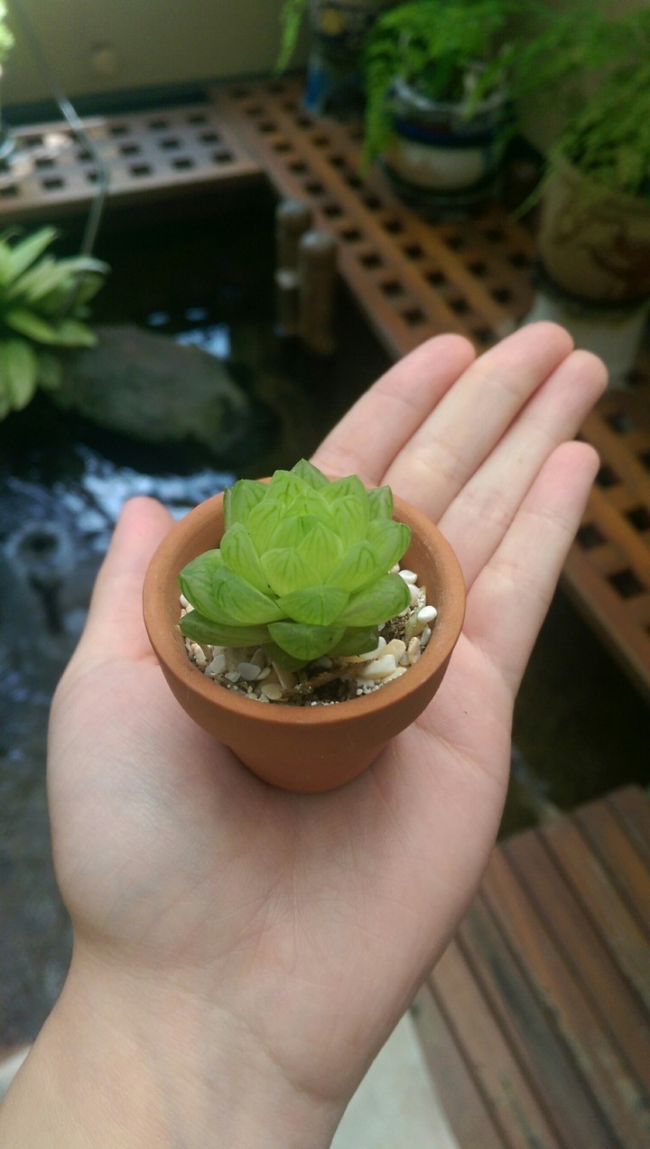 This tiny succulent plant melt my heart