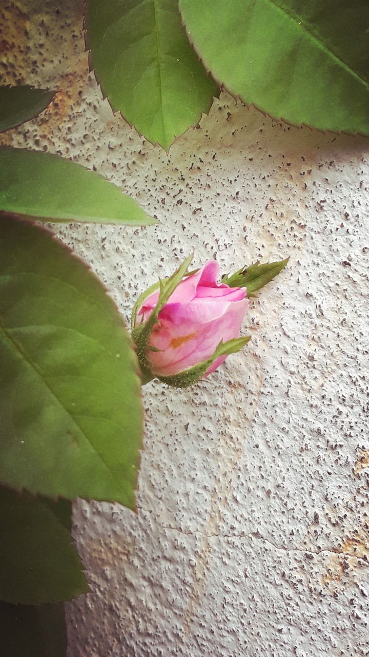 rose