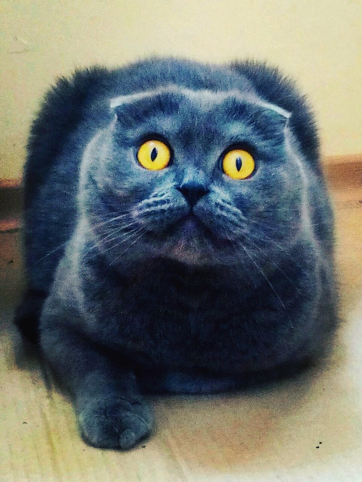 Mr. Cat