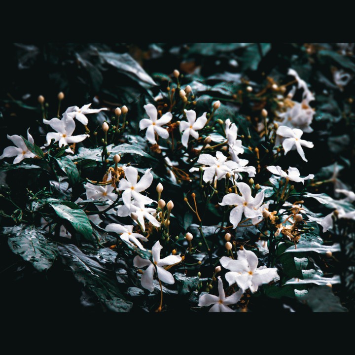 flower photography