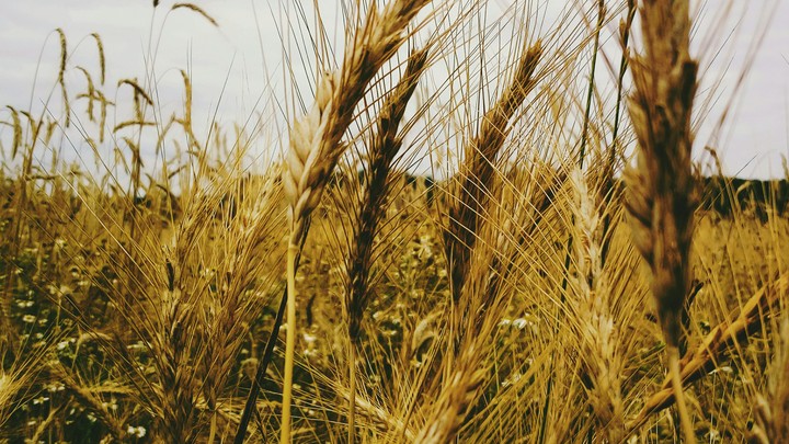 grain