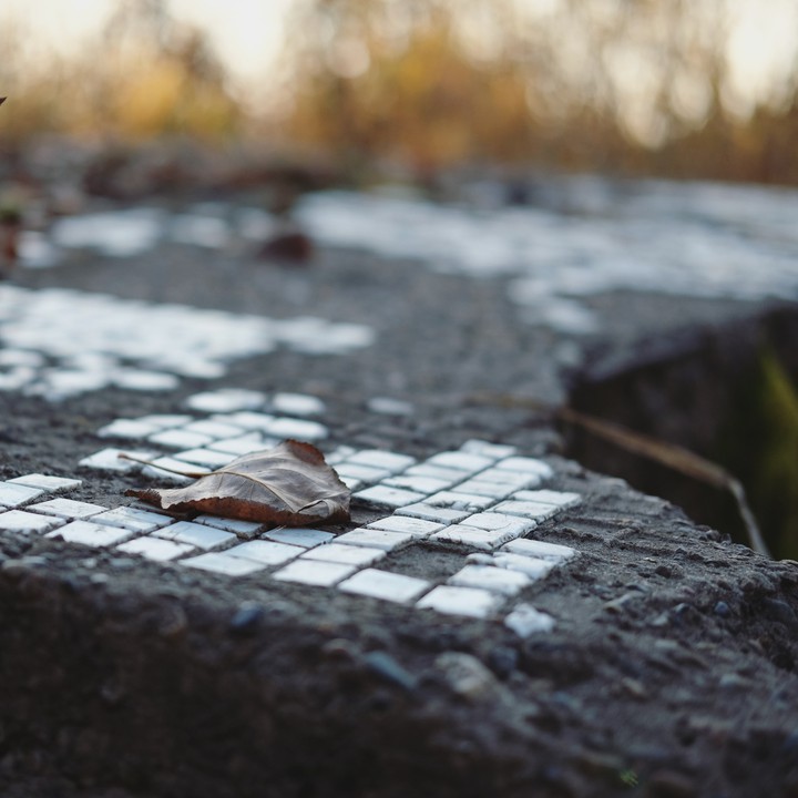 leaf on the stone