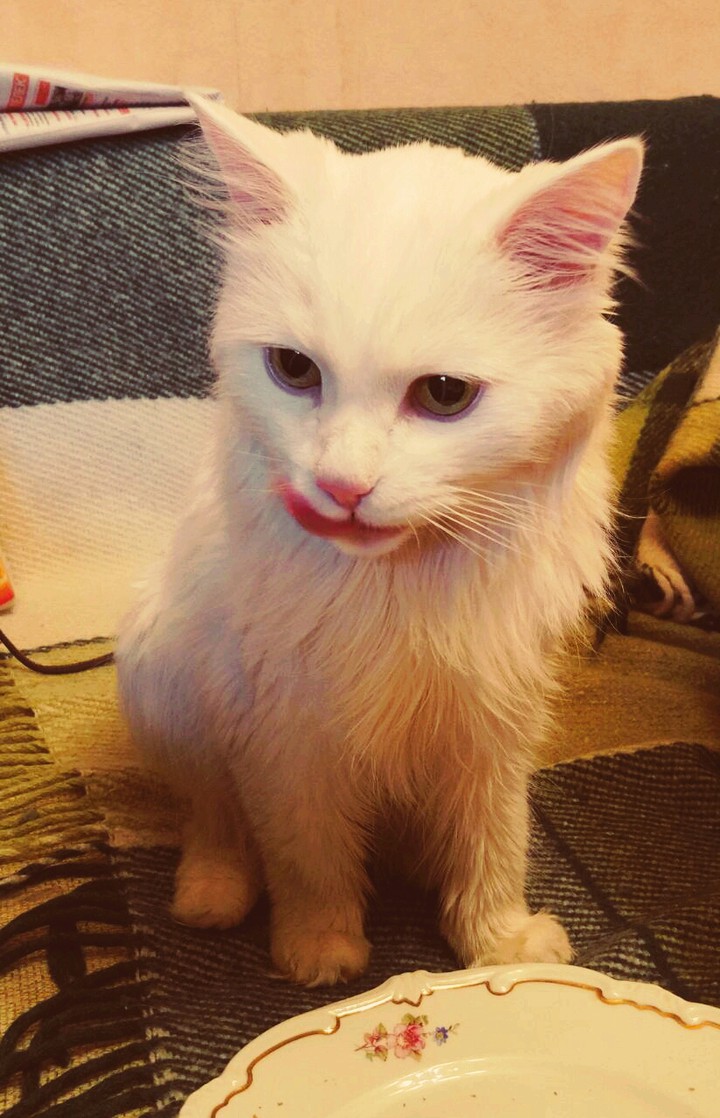кошае