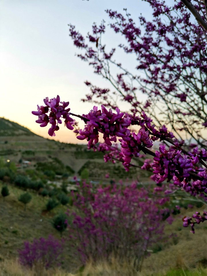 bloom