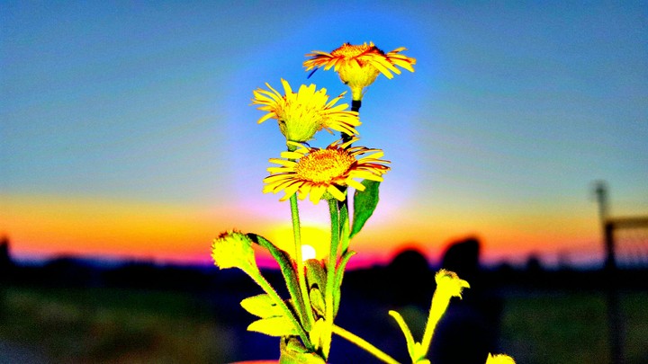 flower