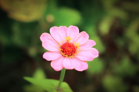 nature, Anemone wallpapers