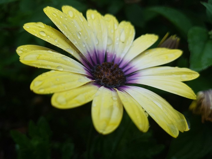 Beautiful Flower