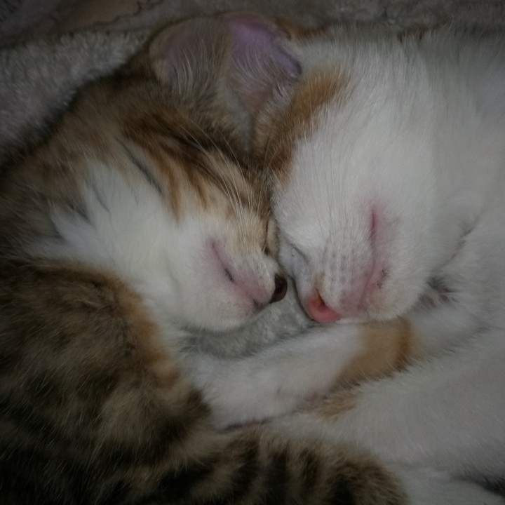 Cat Love