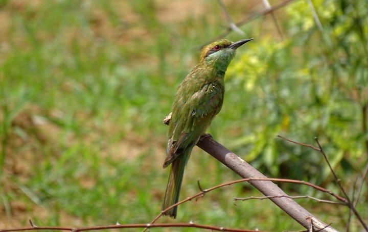 bird