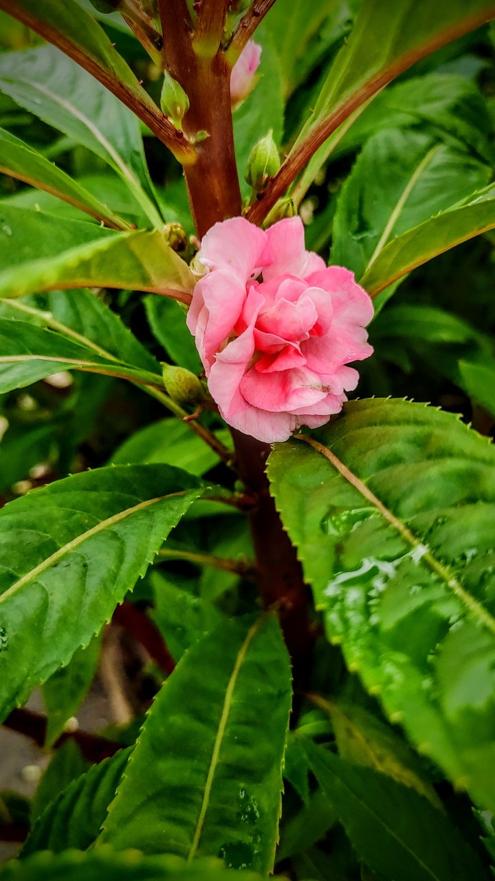 Flower