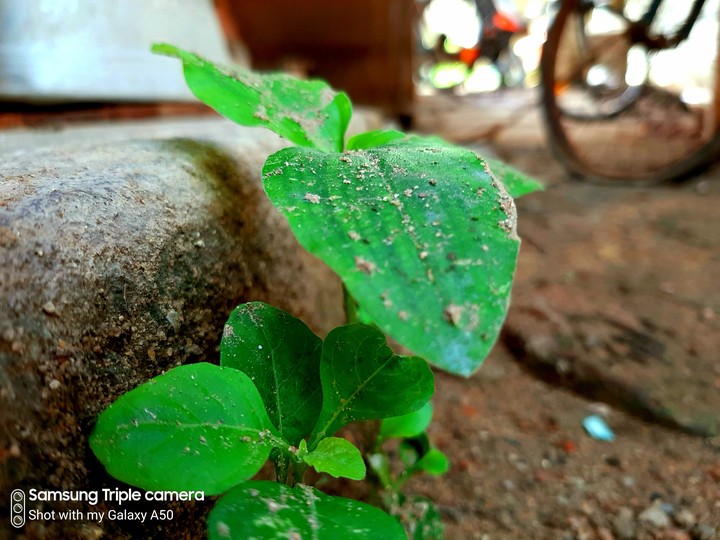 leaf