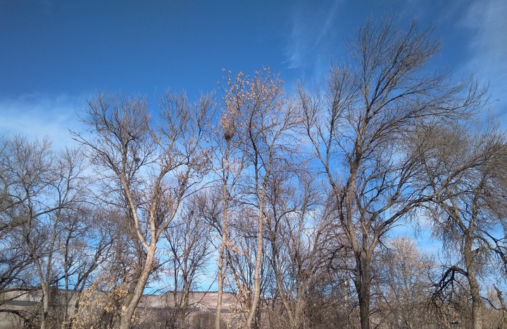 Trees with clear and blue sky