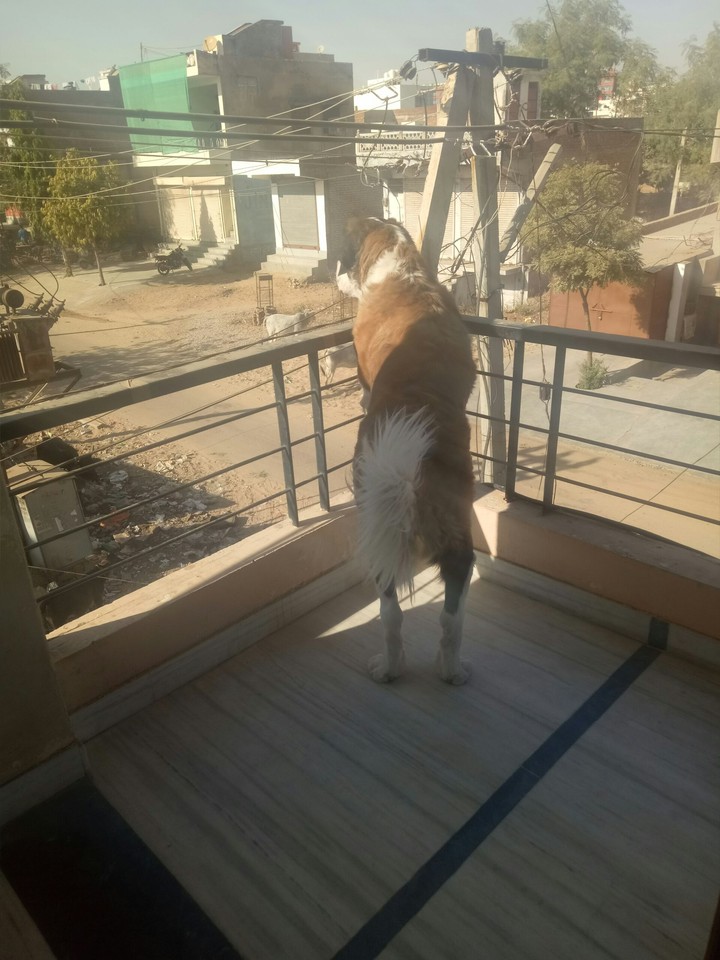 st bernard