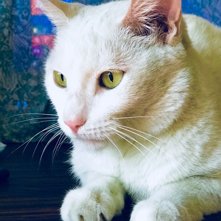 una mañana con esta hermosa gata