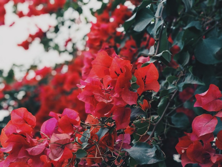 Beautiful Flower.