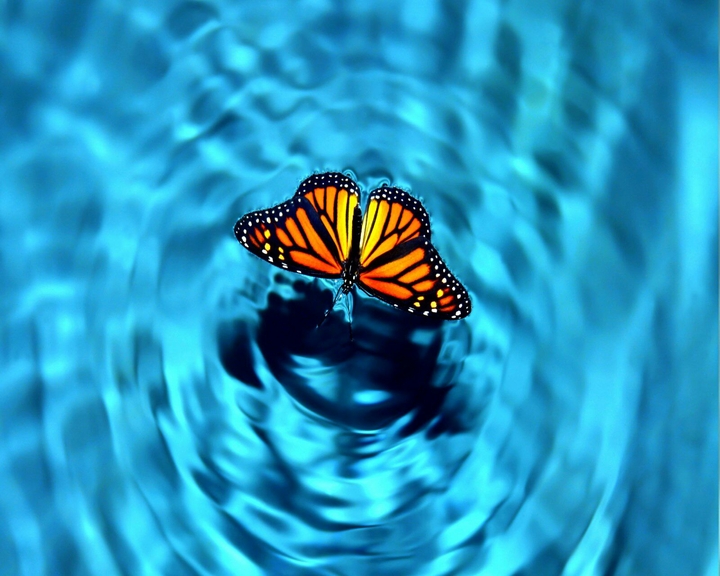 Butterfly