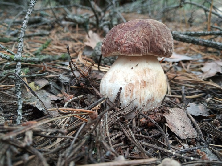 mushroom