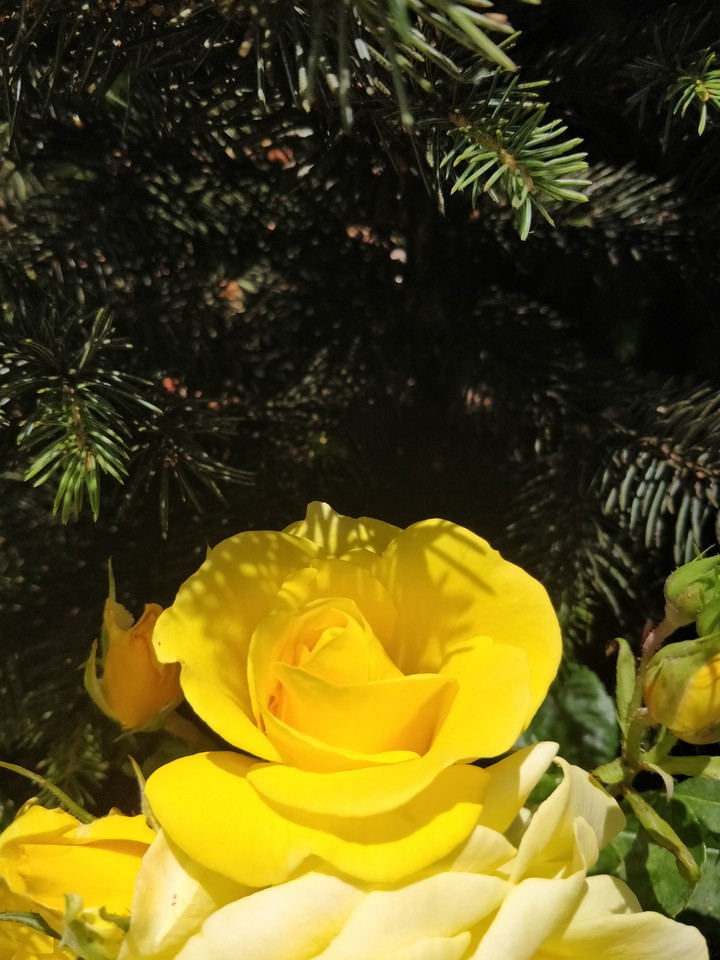 yellow rose