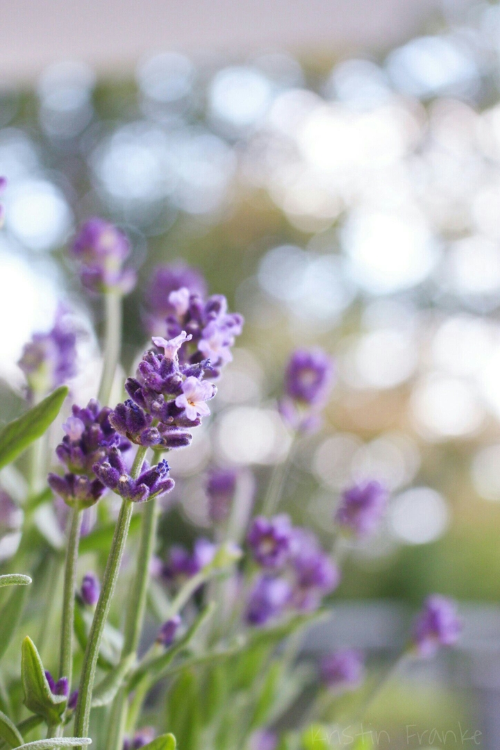 Lavendel evenings