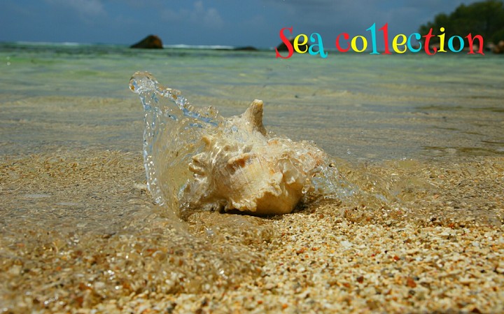 Sea collection.
