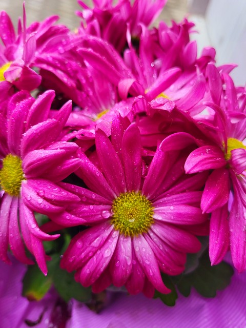 pink, 粉色壁纸